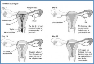 Diseases - Irregular menses - Menstrual cycle